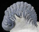 Crotalocephalina Trilobite - Foum Zguid, Morocco #25828-2